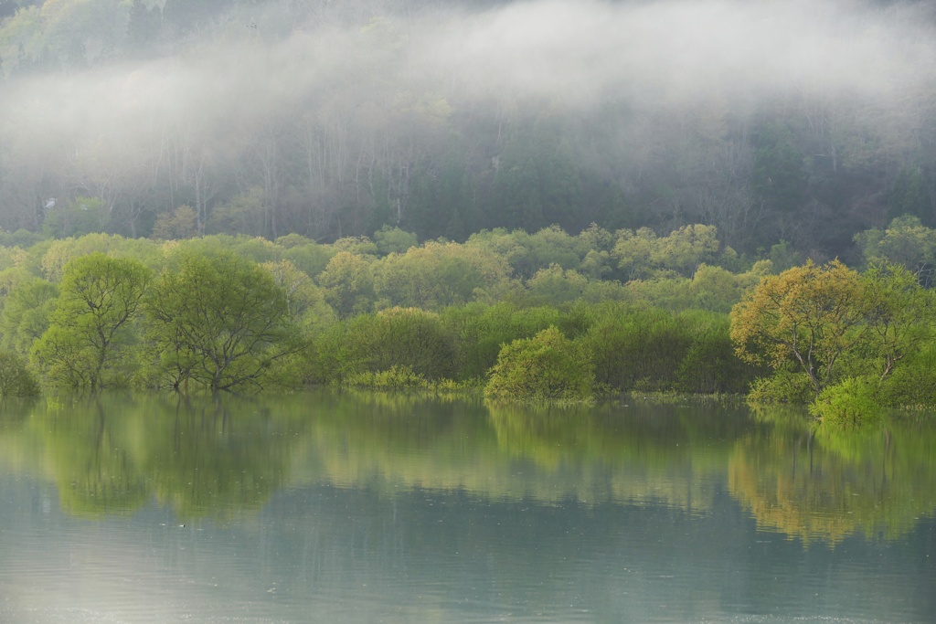 白川湖水没林５