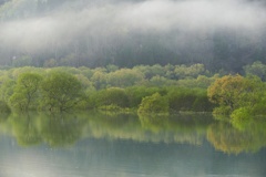 白川湖水没林５