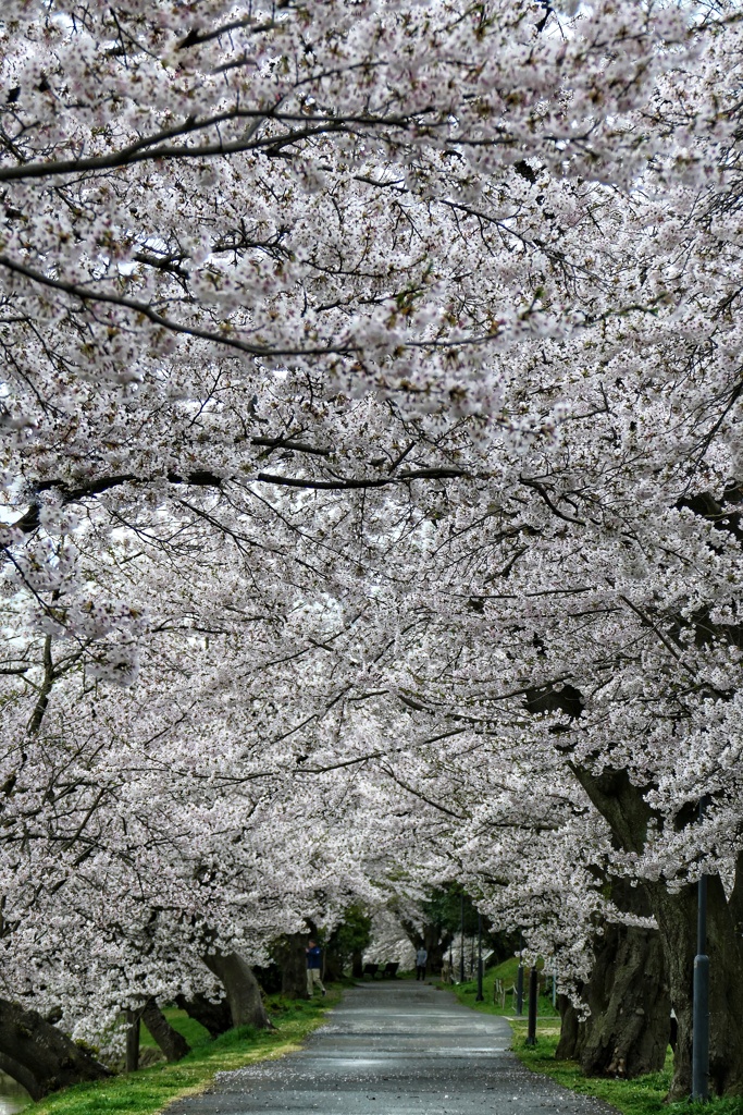 五百渕の桜