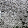 五百渕の桜