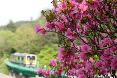 ツツジと水郡線①
