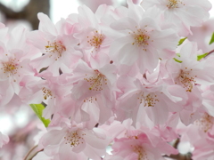 ふんわり桜