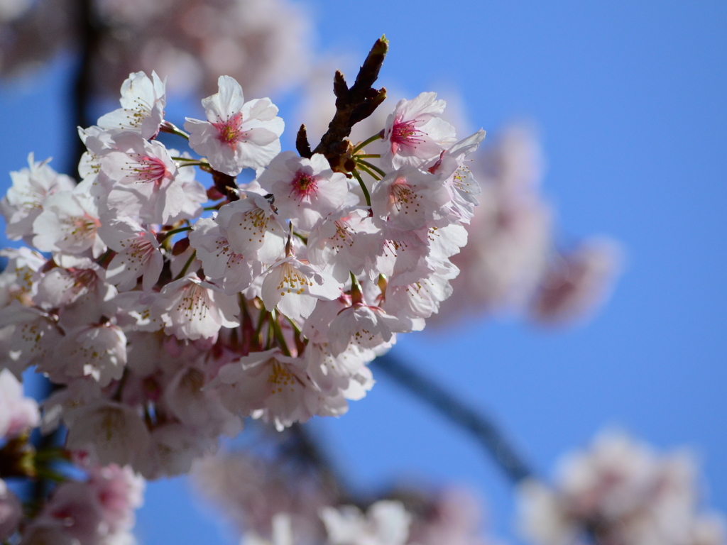 大寒桜