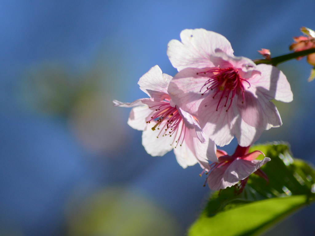 河津桜