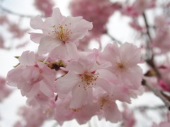 SAKURA咲く