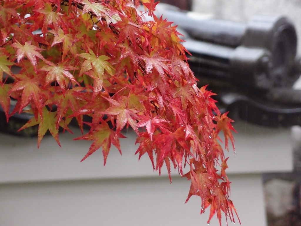 雨紅葉