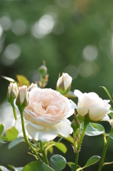 薔薇