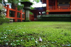 IMGP7334