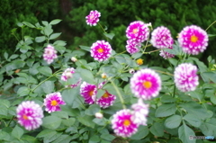 IMGP4478