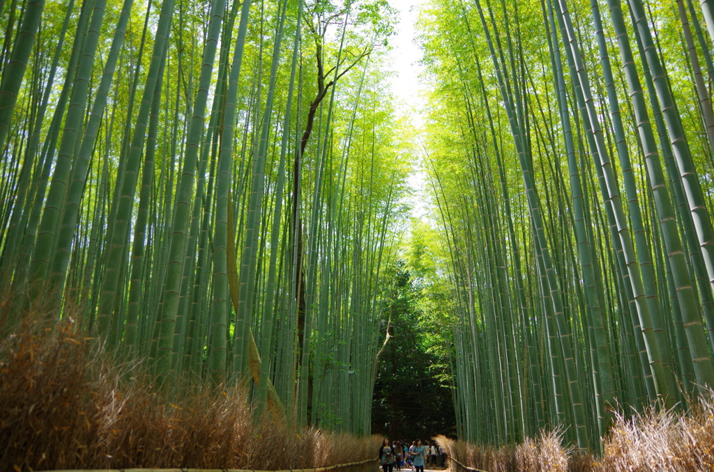 竹林