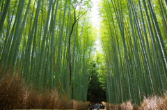 竹林