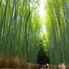 竹林
