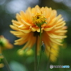 IMGP4477