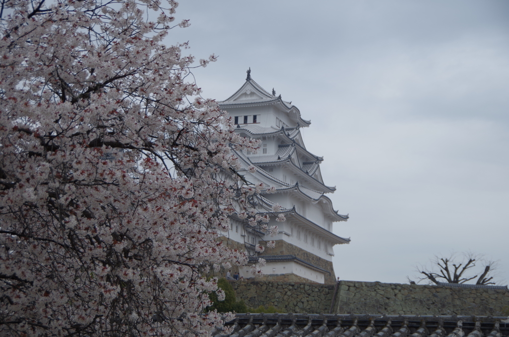 白鷺と桜２