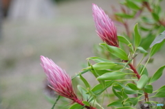 IMGP4456