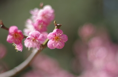 梅花