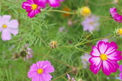 IMGP4468