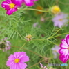 IMGP4468