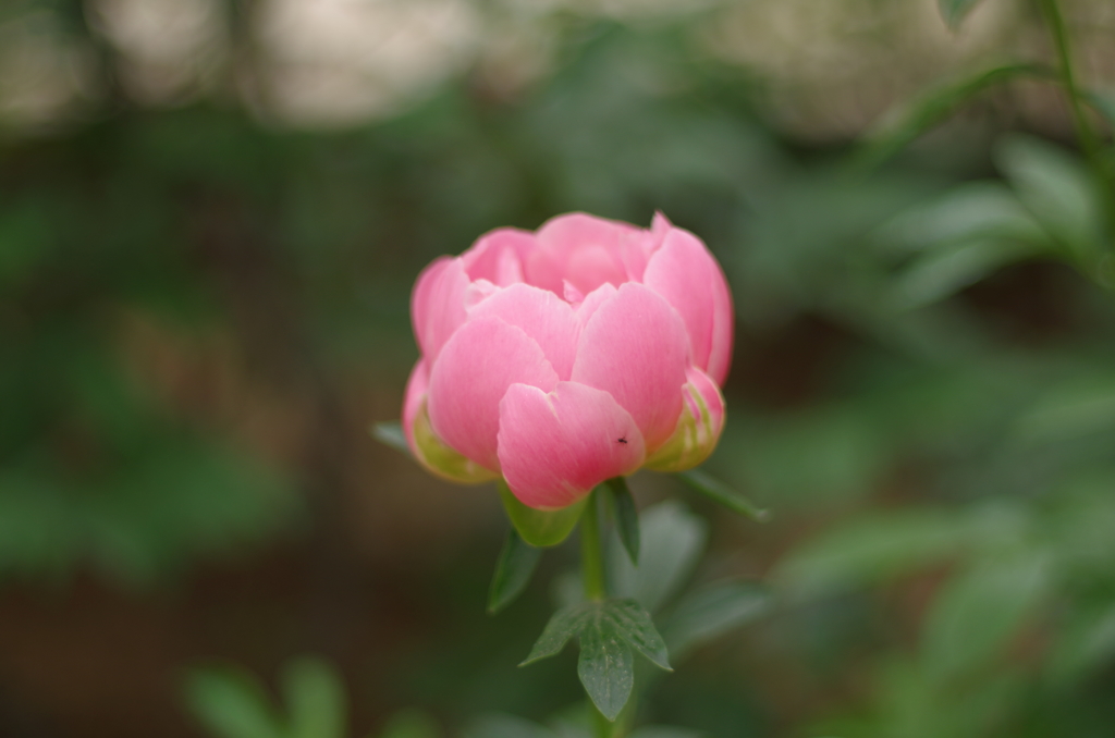 IMGP3145