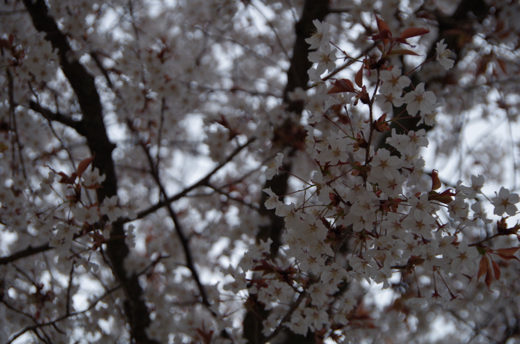 桜
