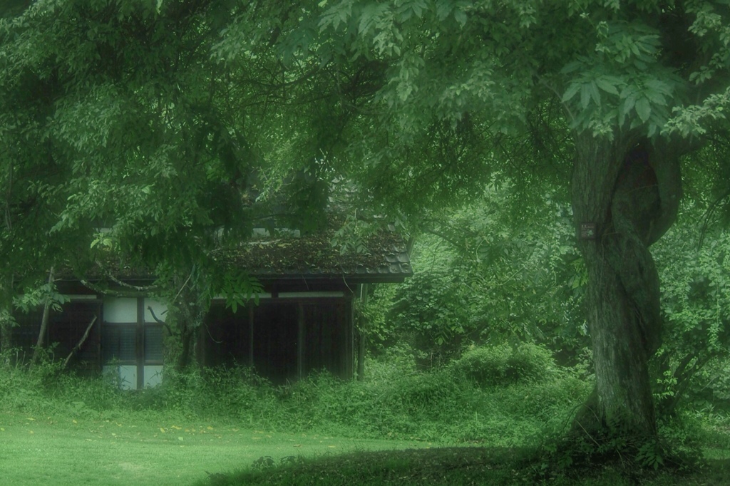緑の森