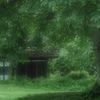 緑の森