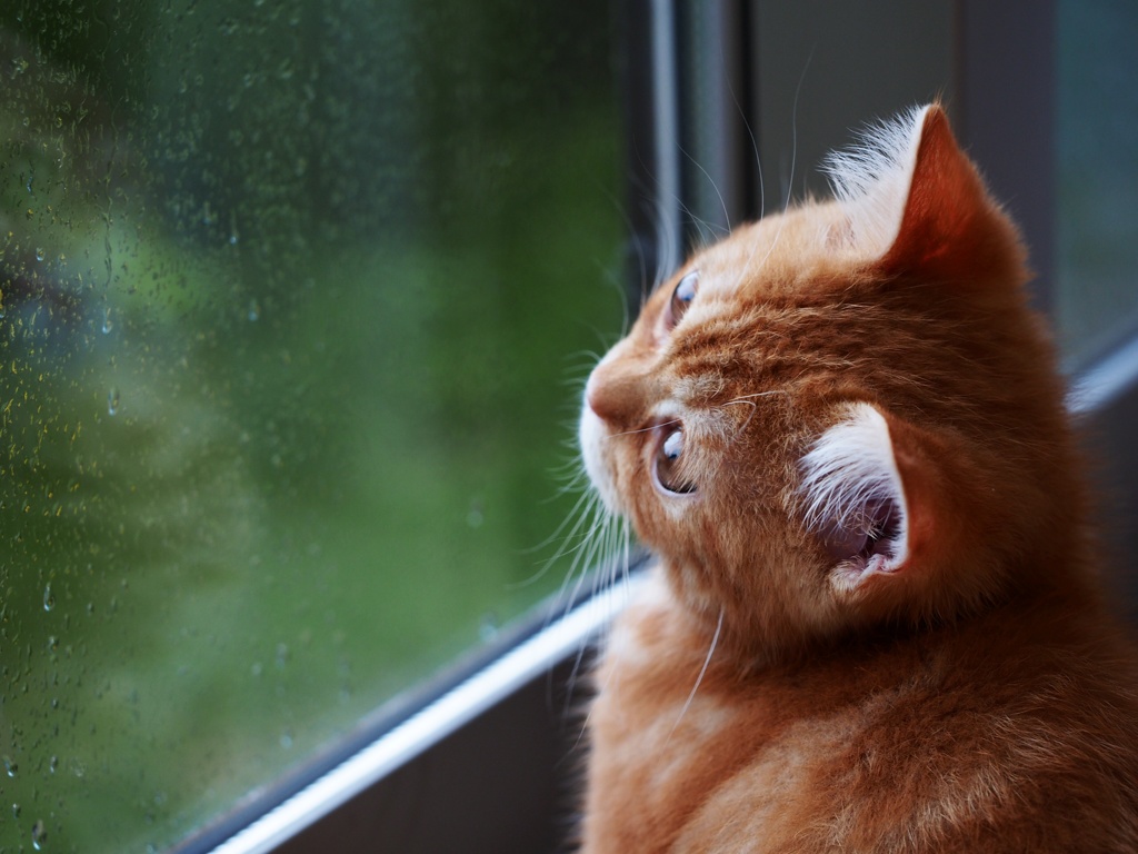 雨の日は雨粒を数えて