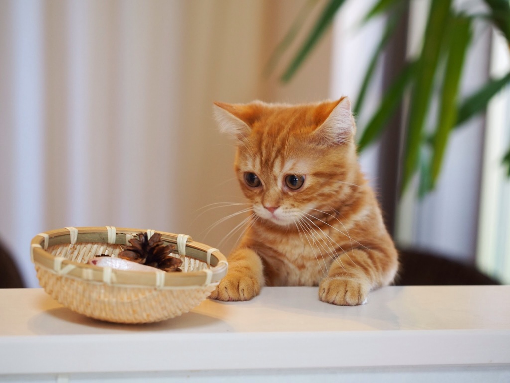 食べ物ある？