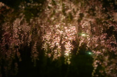 雨と桜2