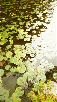 蓮池