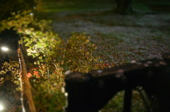 雨の庭