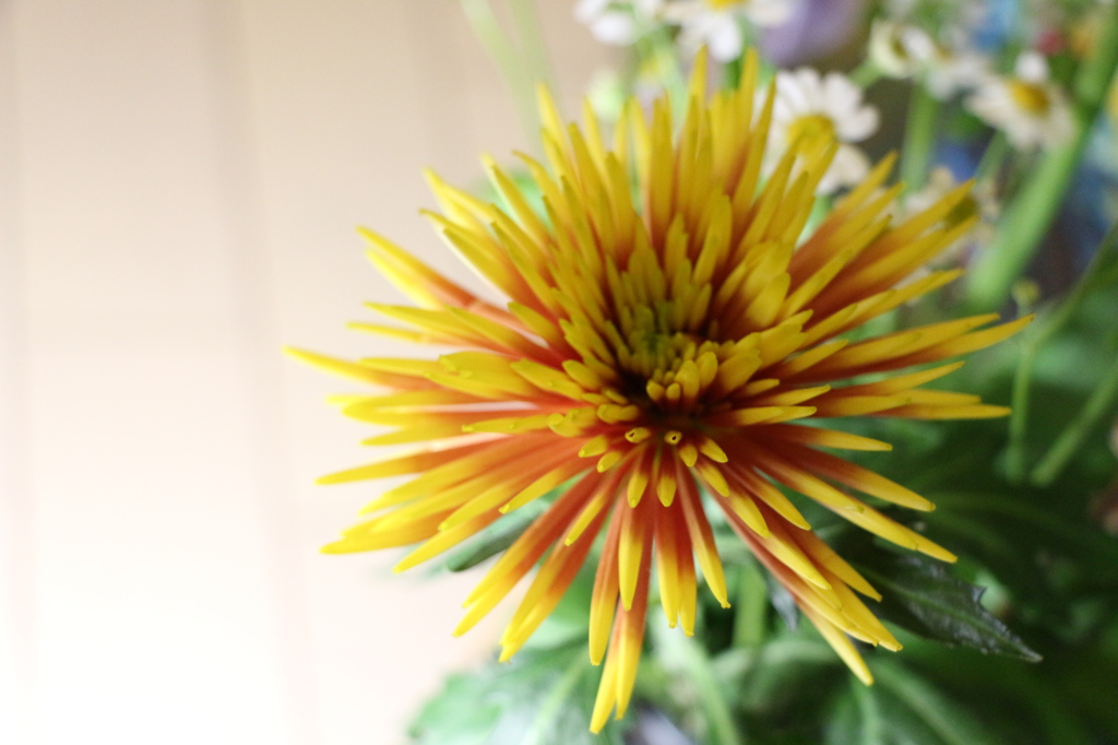 素敵な花の妖精達　菊