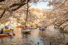 『井の頭公園②』