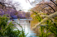 『井の頭公園⑦』