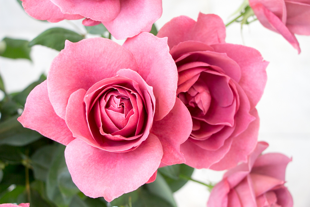素敵な花の妖精達　バラ