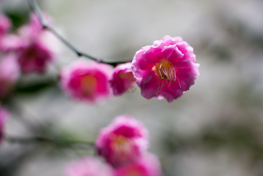 素敵な花の妖精達　梅