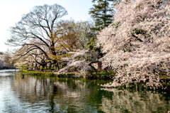 『井の頭公園⑧』