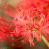 曼珠沙華の妖精３