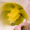 芙蓉