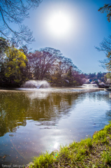 『井の頭公園①』