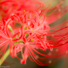 曼珠沙華の妖精４