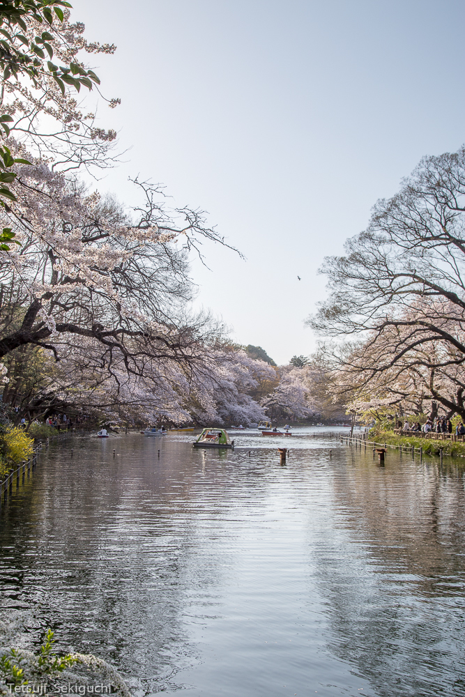 『井の頭公園⑥』
