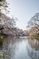 『井の頭公園⑥』