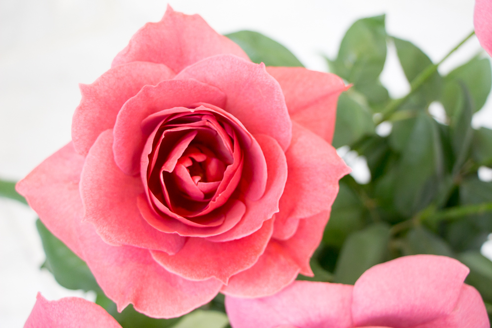 素敵な花の妖精達　薔薇