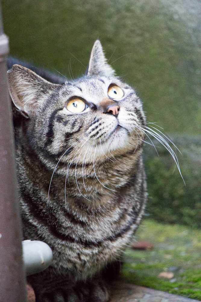 下町の野良猫シリーズ２