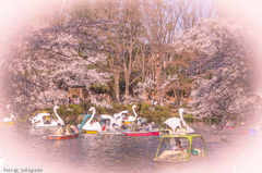 『井の頭公園③』