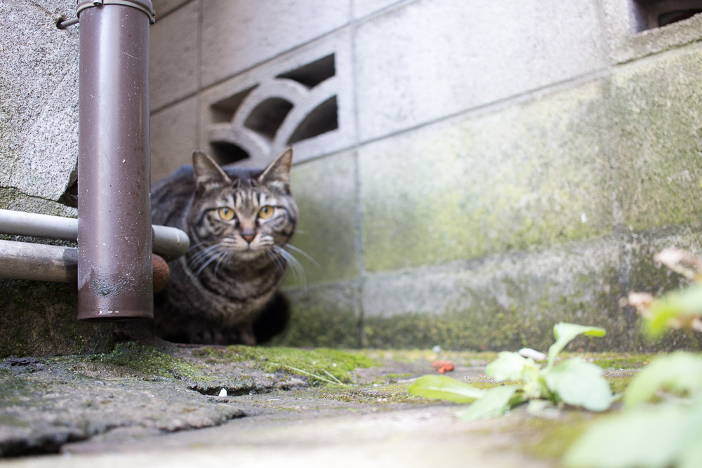 下町の野良猫シリーズ１