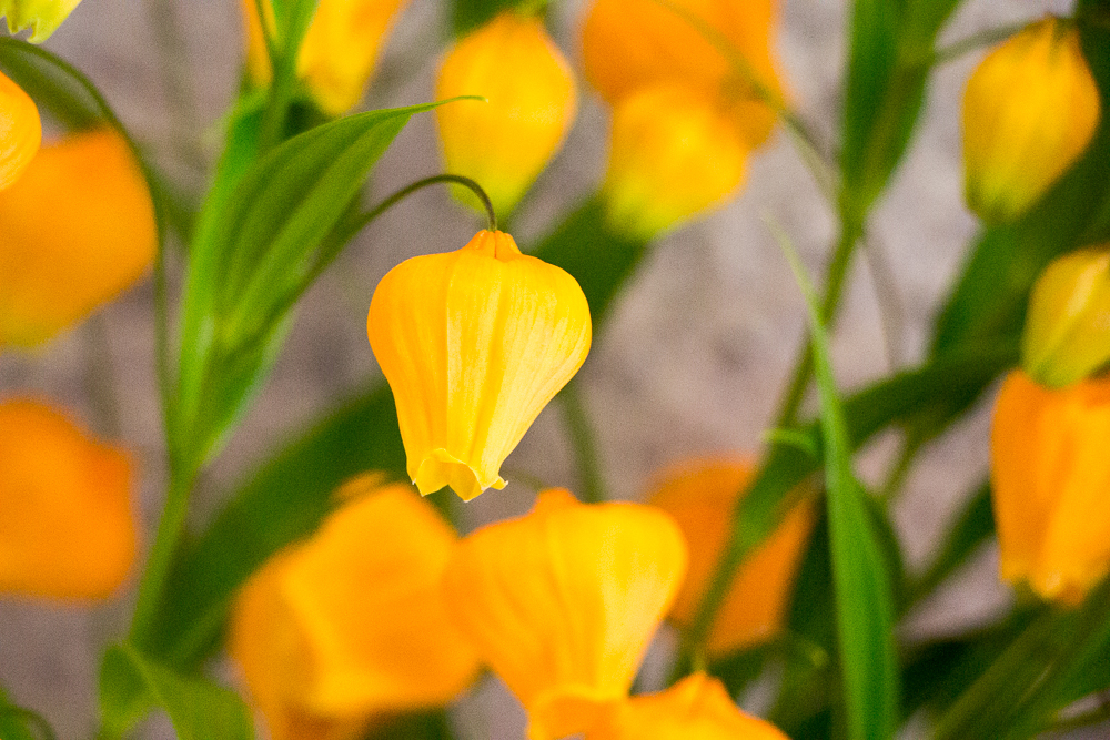 素敵な花の妖精達　スズランの仲間？
