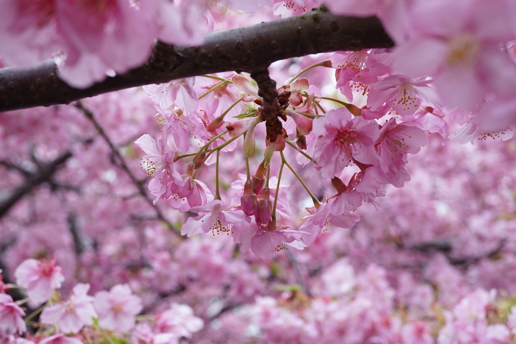 桜