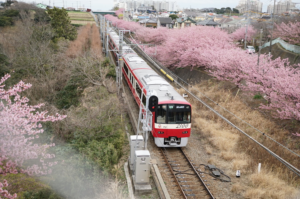 桜